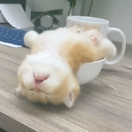 色猫直播
